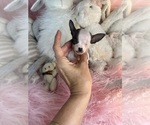 Small #20 Chihuahua