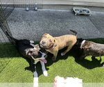 Small #6 American Pit Bull Terrier