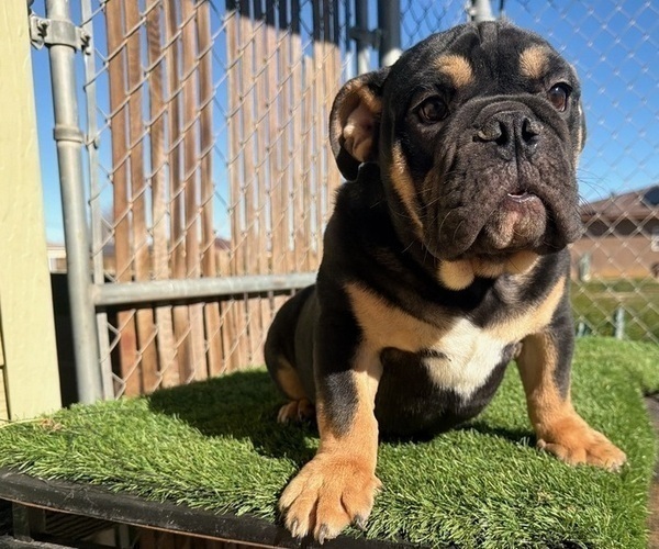 Medium Photo #1 English Bulldog Puppy For Sale in WEST HOLLYWOOD, CA, USA