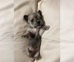 Small Photo #13 Schnauzer (Miniature) Puppy For Sale in PENSACOLA, FL, USA