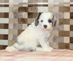 Small #3 Bernedoodle (Miniature)