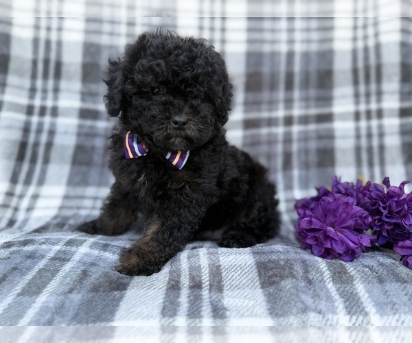 Medium Photo #5 Shih-Poo Puppy For Sale in LAKELAND, FL, USA