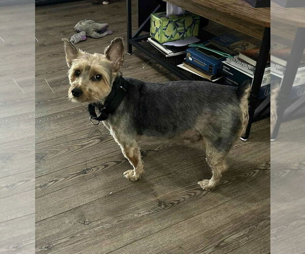 Medium Photo #7 Mutt Puppy For Sale in Spring Lake, NJ, USA