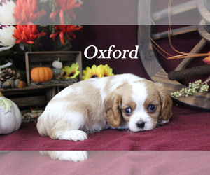 Cavalier King Charles Spaniel Puppy for sale in CHANUTE, KS, USA