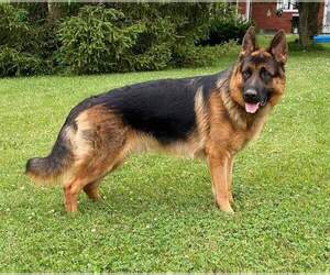 Father of the German Shepherd Dog puppies born on 07/27/2023
