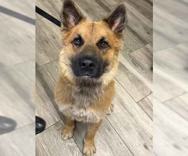 Medium Photo #1 German Shepherd Dog Puppy For Sale in Redlands, CA, USA
