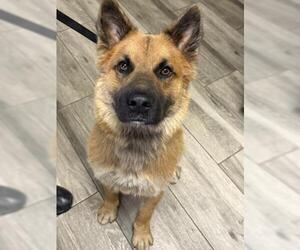 German Shepherd Dog Dogs for adoption in Redlands, CA, USA