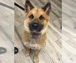 Small German Shepherd Dog