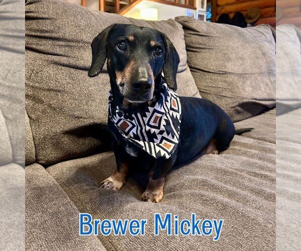 Medium Photo #5 Dachshund Puppy For Sale in San Antonio, TX, USA
