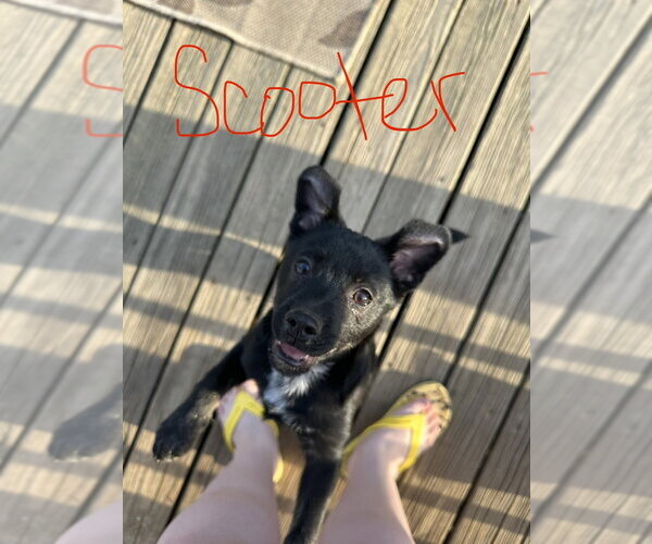 Medium Photo #10 Mutt Puppy For Sale in Evansville, IN, USA