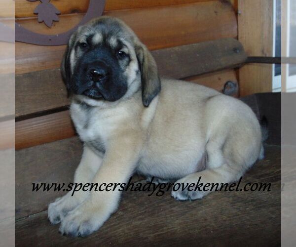 Medium Photo #7 Mastiff Puppy For Sale in CABOOL, MO, USA