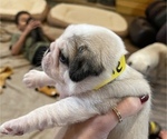Small Photo #3 Pug Puppy For Sale in NEW LONDON, OH, USA
