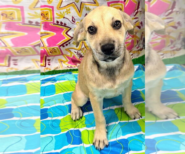 Medium Photo #2 Labrador Retriever Puppy For Sale in Bryant, AR, USA