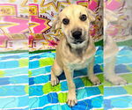 Small #1 Labrador Retriever