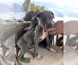 American Pit Bull Terrier Puppy for sale in AURORA, CO, USA