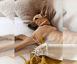 Small #2 Carolina Dog Mix