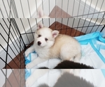 Small #1 Pomsky