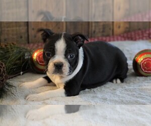 Boston Terrier Puppy for sale in FREDERICKSBG, OH, USA
