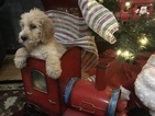 Small Photo #12 Poodle (Standard)-Spinone Italiano Mix Puppy For Sale in CLEVELAND, OH, USA