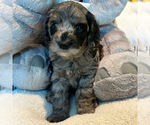 Small Photo #4 Cockapoo Puppy For Sale in ROCHESTER, MN, USA