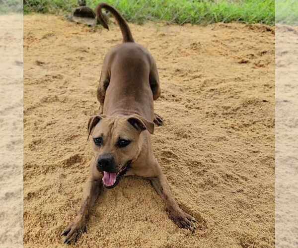 Medium Photo #3 Boxer-Feist Terrier Mix Puppy For Sale in Anniston, AL, USA