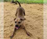 Small #2 Boxer-Feist Terrier Mix