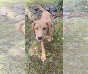 Australian Retriever Puppy for sale in LONGVIEW, WA, USA