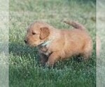 Small Photo #1 Golden Retriever Puppy For Sale in SAINT IGNATIUS, MT, USA