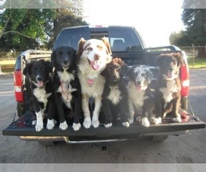 Australian Shepherd Puppy for Sale in SUNNYVALE, California USA