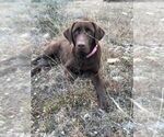 Small Photo #4 Labrador Retriever Puppy For Sale in BANDERA, TX, USA