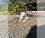 Small Photo #13 German Shepherd Dog Puppy For Sale in GREENWOOD, WI, USA