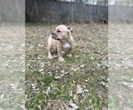 Small #9 American Bully