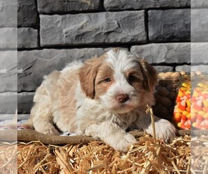 Poodle (Miniature)-Sheepadoodle Mix Puppy for sale in SUNBURY, PA, USA