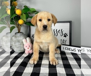 Labrador Retriever Puppy for sale in FRANKLIN, IN, USA