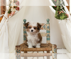 Maltese-Miniature Australian Shepherd Mix Puppy for sale in WARSAW, IN, USA
