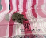 Small #24 French Bulldog