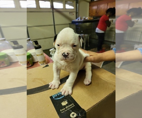 Medium Photo #5 American Bulldog Puppy For Sale in HENRICO, VA, USA