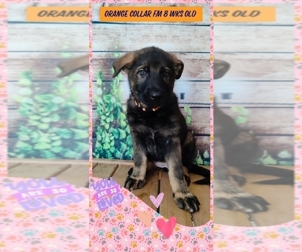 Medium Photo #1 German Shepherd Dog Puppy For Sale in CLERMONT, FL, USA