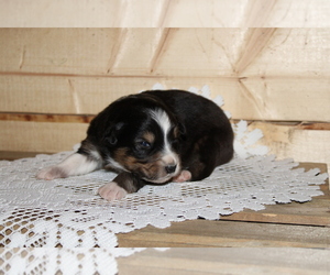 Medium Australian Shepherd