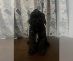 Small #6 Cockapoo