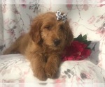 Small Photo #8 Goldendoodle-Poodle (Miniature) Mix Puppy For Sale in LAKELAND, FL, USA