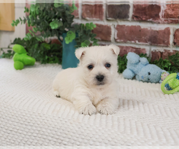 Medium Photo #15 West Highland White Terrier Puppy For Sale in SYRACUSE, IN, USA