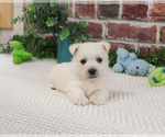 Small #14 West Highland White Terrier