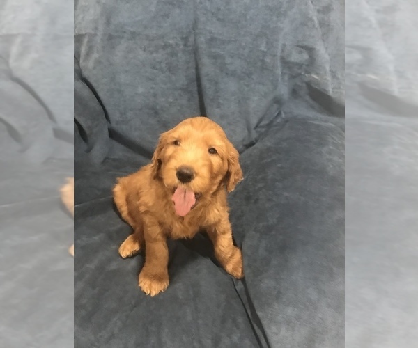 Medium Photo #9 Goldendoodle Puppy For Sale in SCOTTSDALE, AZ, USA
