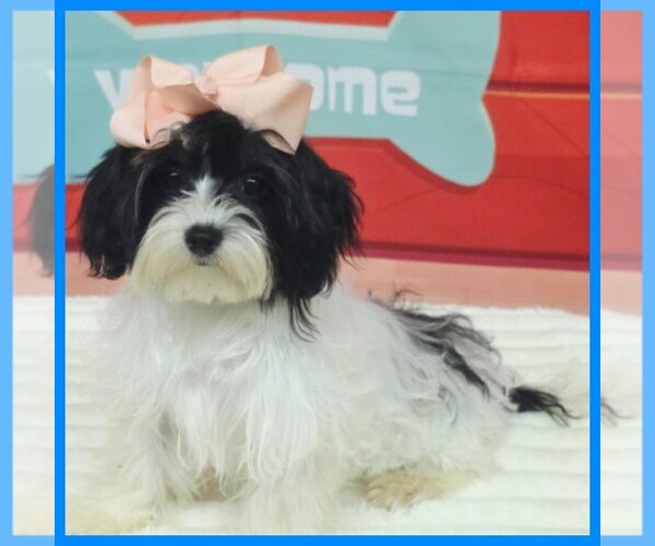 Medium Photo #1 Maltipoo (Miniature) Puppy For Sale in TAYLOR, TX, USA