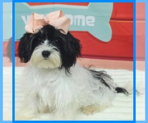 Maltipoo (Miniature) Dogs for adoption in TAYLOR, TX, USA