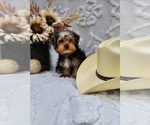 Small #3 Yorkshire Terrier