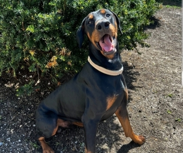 Medium Photo #1 Doberman Pinscher Puppy For Sale in CARLINVILLE, IL, USA