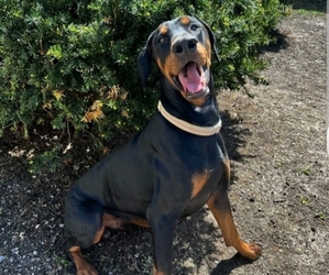 Father of the Doberman Pinscher puppies born on 05/31/2025