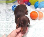 Small #5 Dachshund